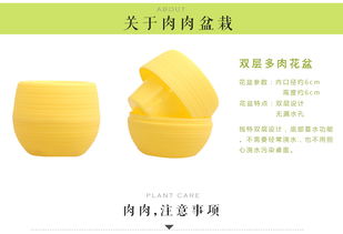 绿意盎然 室内盆栽花卉与多肉植物的养护与搭配